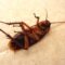 What Do Cockroach Eggs Look Like? How to Spot Them Before an Infestation Starts