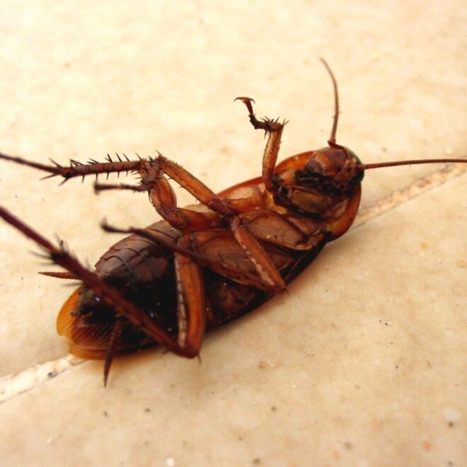 What Do Cockroach Eggs Look Like? How to Spot Them Before an Infestation Starts