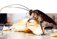 What Do Cockroaches Eat? The Shocking Truth About Their Diet