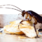 What Do Cockroaches Eat? The Shocking Truth About Their Diet