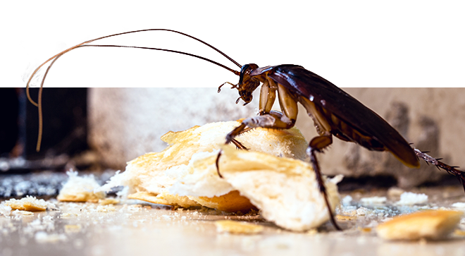 What Do Cockroaches Eat? The Shocking Truth About Their Diet
