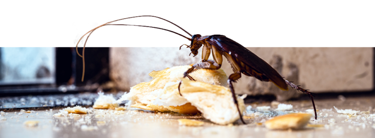 What Do Cockroaches Eat? The Shocking Truth About Their Diet