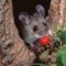What Do Field Mice Eat? Natural Diets and Habitat Habits