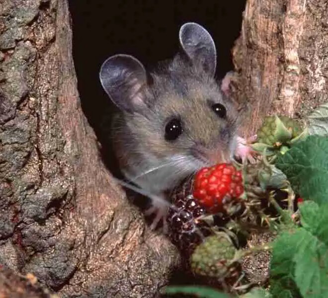 What Do Field Mice Eat? Natural Diets and Habitat Habits