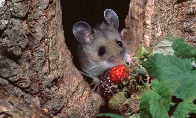 What Do Field Mice Eat? Natural Diets and Habitat Habits