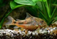 What Do Cory Catfish Eat? Aquarium Feeding and Care Guide