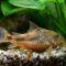 What Do Cory Catfish Eat? Aquarium Feeding and Care Guide