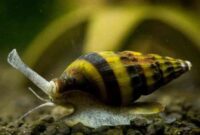 What Do Assassin Snails Eat? Aquarium Cleanup and Feeding Guide