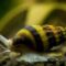 What Do Assassin Snails Eat? Aquarium Cleanup and Feeding Guide