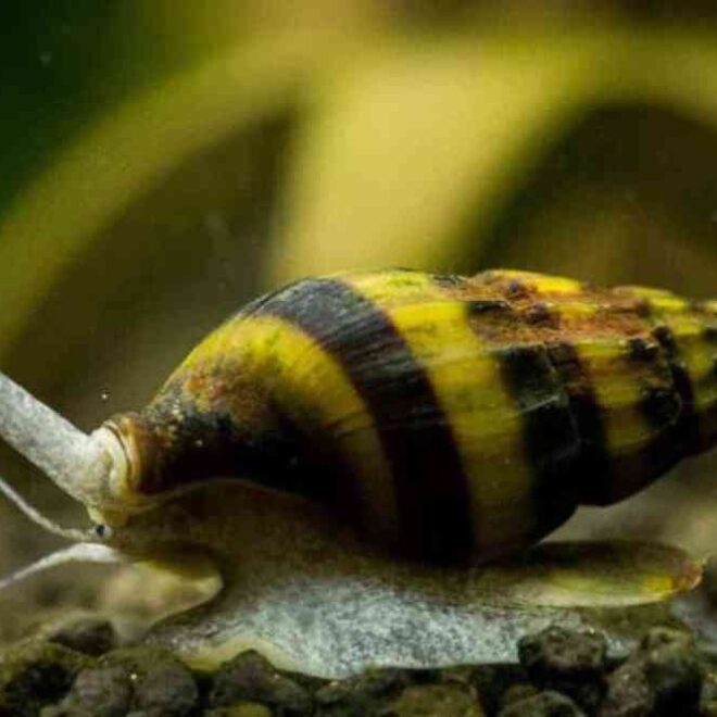 What Do Assassin Snails Eat? Aquarium Cleanup and Feeding Guide