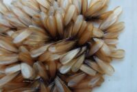 What Do Termite Eggs Look Like? Early Infestation Warning Signs