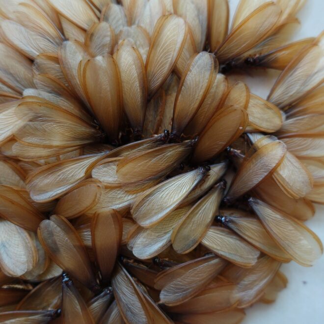 What Do Termite Eggs Look Like? Early Infestation Warning Signs