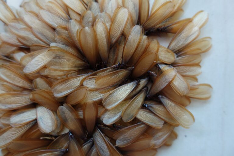 What Do Termite Eggs Look Like? Early Infestation Warning Signs