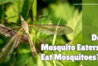 What Do Mosquito Eaters Eat? Truth vs Myth Explained