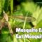 What Do Mosquito Eaters Eat? Truth vs Myth Explained