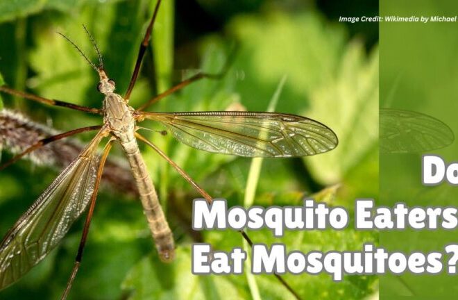 What Do Mosquito Eaters Eat? Truth vs Myth Explained