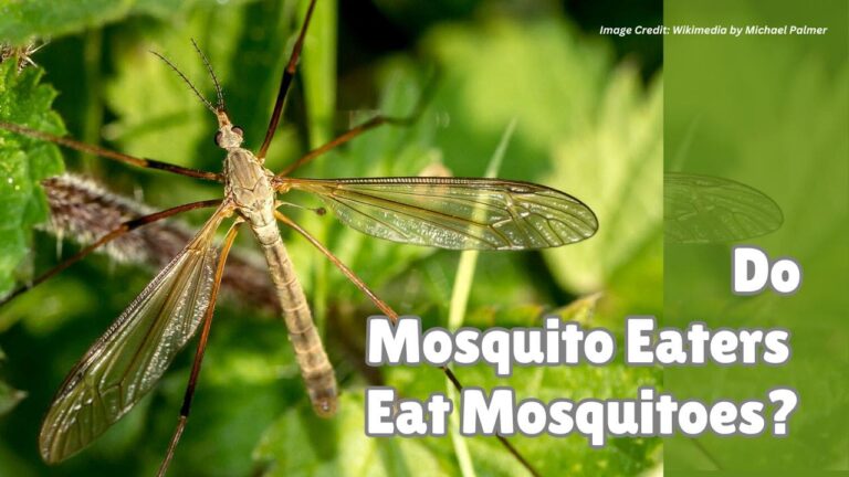 What Do Mosquito Eaters Eat? Truth vs Myth Explained