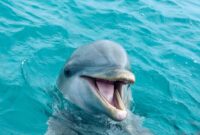 What Do Dolphins Symbolise? Intelligence Playfulness and Spirit Meaning