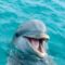 What Do Dolphins Symbolise? Intelligence Playfulness and Spirit Meaning