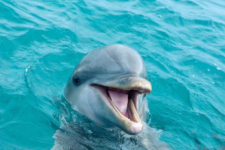 What Do Dolphins Symbolise? Intelligence Playfulness and Spirit Meaning