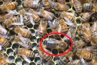 What Do Drone Bees Do? Their Role in the Hive Explained