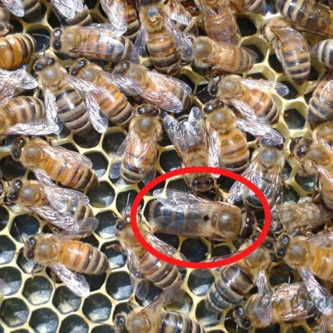 What Do Drone Bees Do? Their Role in the Hive Explained
