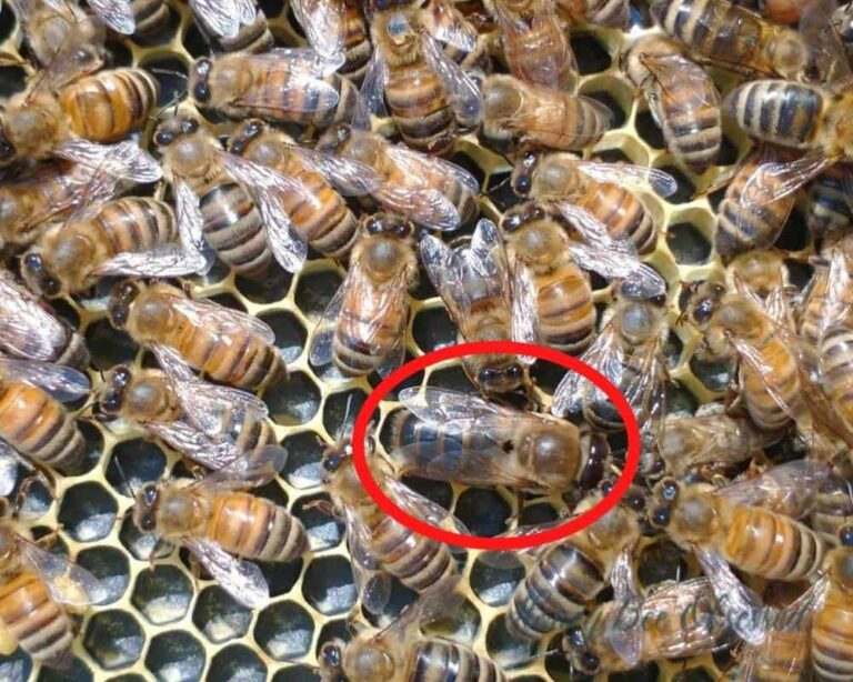 What Do Drone Bees Do? Their Role in the Hive Explained
