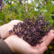 What Do Elderberries Taste Like? Sweet Tart and Medicinal Uses