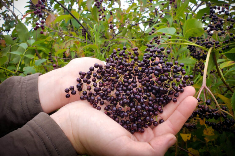 What Do Elderberries Taste Like? Sweet Tart and Medicinal Uses