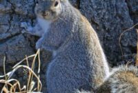 What Do Squirrels Do in the Winter? Survival Caching and Nesting Habits
