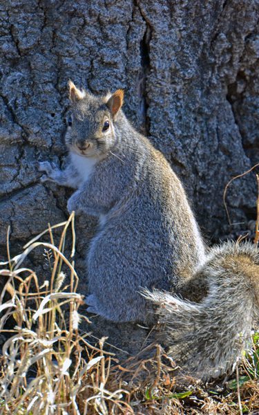 What Do Squirrels Do in the Winter? Survival Caching and Nesting Habits