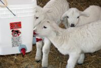 What Do Lambs Eat? A Complete Feeding Guide for Healthy Development