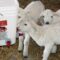 What Do Lambs Eat? A Complete Feeding Guide for Healthy Development