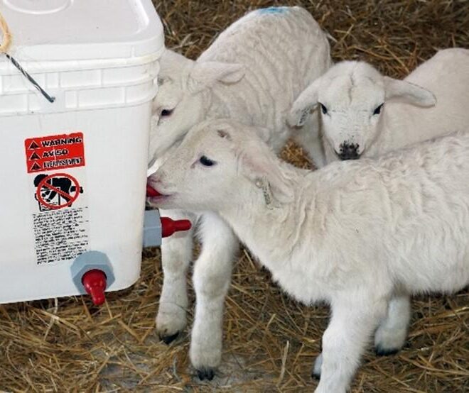 What Do Lambs Eat? A Complete Feeding Guide for Healthy Development