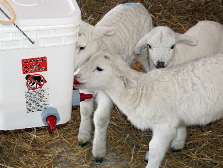 What Do Lambs Eat? A Complete Feeding Guide for Healthy Development