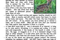 What Do Baby Deer Eat? Fawn Nutrition and Survival Facts