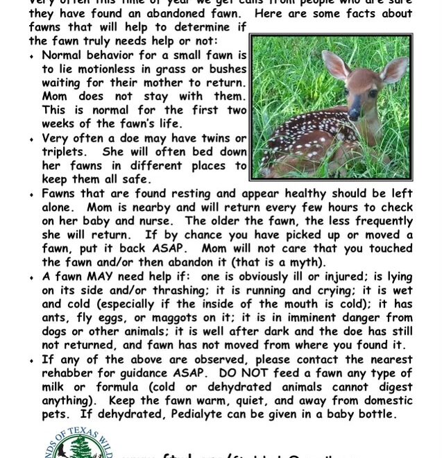 What Do Baby Deer Eat? Fawn Nutrition and Survival Facts