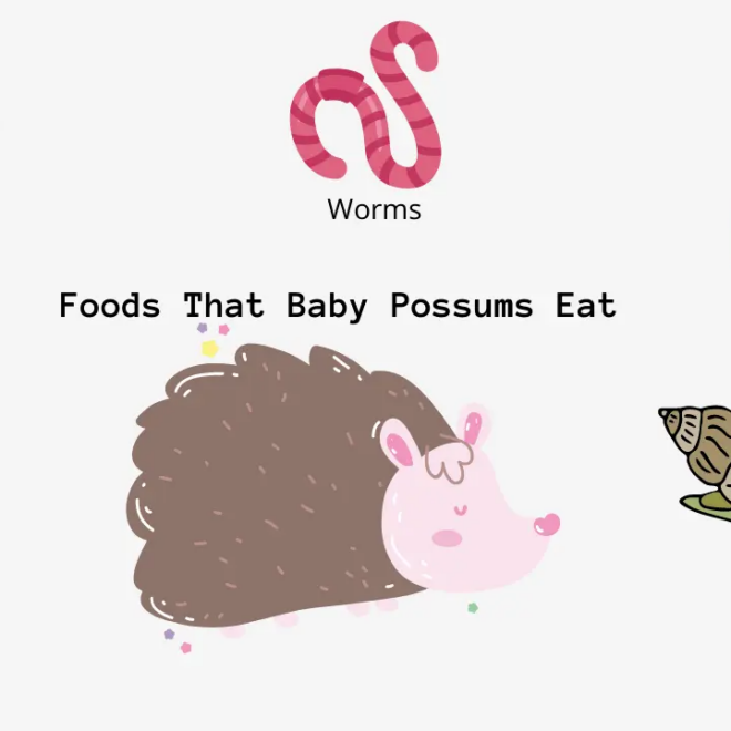 What Do Baby Possums Eat? Orphan Care and Feeding Tips