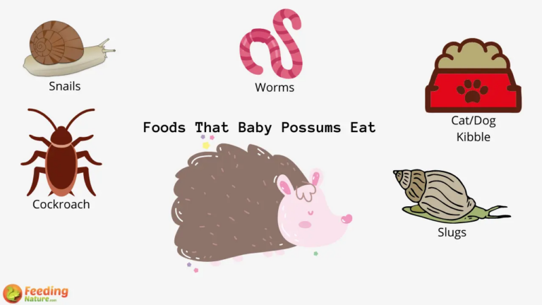 What Do Baby Possums Eat? Orphan Care and Feeding Tips