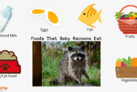 What Do Newborn Raccoons Eat? Orphan Care and Feeding Tips