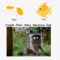 What Do Newborn Raccoons Eat? Orphan Care and Feeding Tips