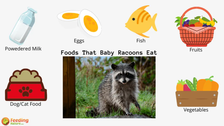 What Do Newborn Raccoons Eat? Orphan Care and Feeding Tips