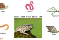 What Do Baby Toads Eat? Tadpole-to-Toad Feeding Explained