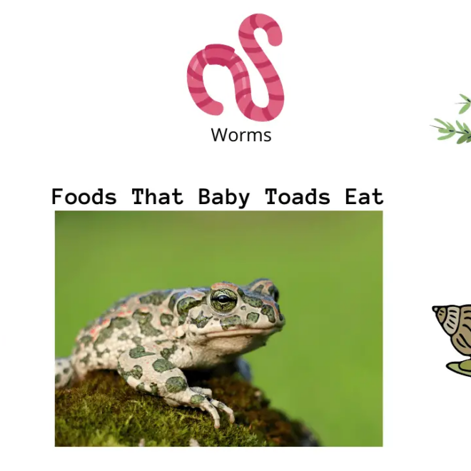What Do Baby Toads Eat? Tadpole-to-Toad Feeding Explained