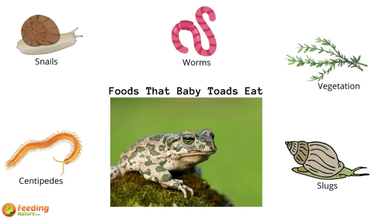 What Do Baby Toads Eat? Tadpole-to-Toad Feeding Explained