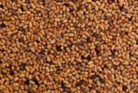 What Do Termite Droppings Look Like? How to Spot Frass Damage Quickly