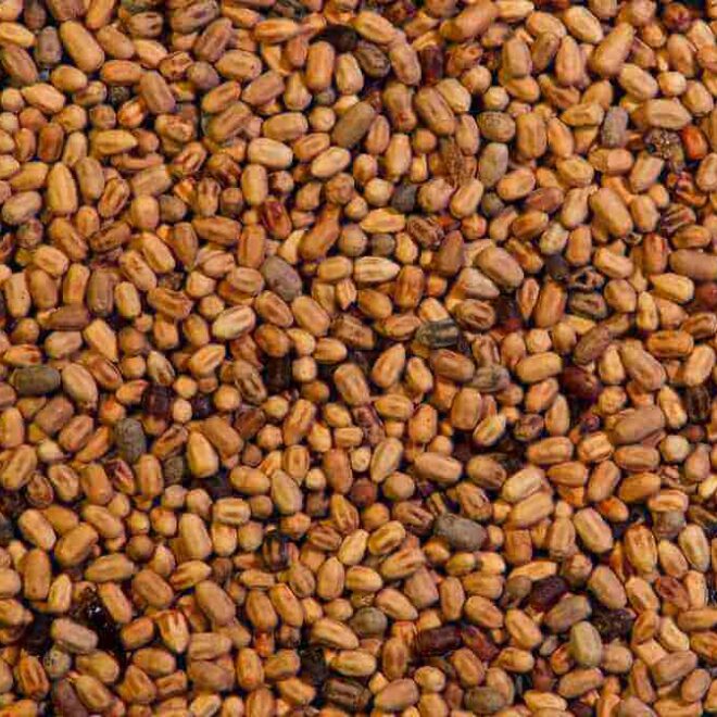 What Do Termite Droppings Look Like? How to Spot Frass Damage Quickly