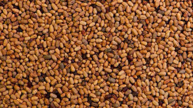 What Do Termite Droppings Look Like? How to Spot Frass Damage Quickly