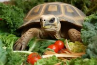 What Do Sulcata Tortoises Eat? Proper Diet for Giant Tortoises