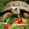 What Do Sulcata Tortoises Eat? Proper Diet for Giant Tortoises